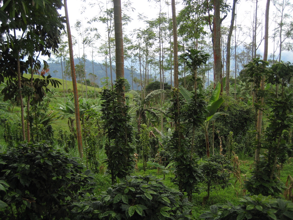 coffee forest