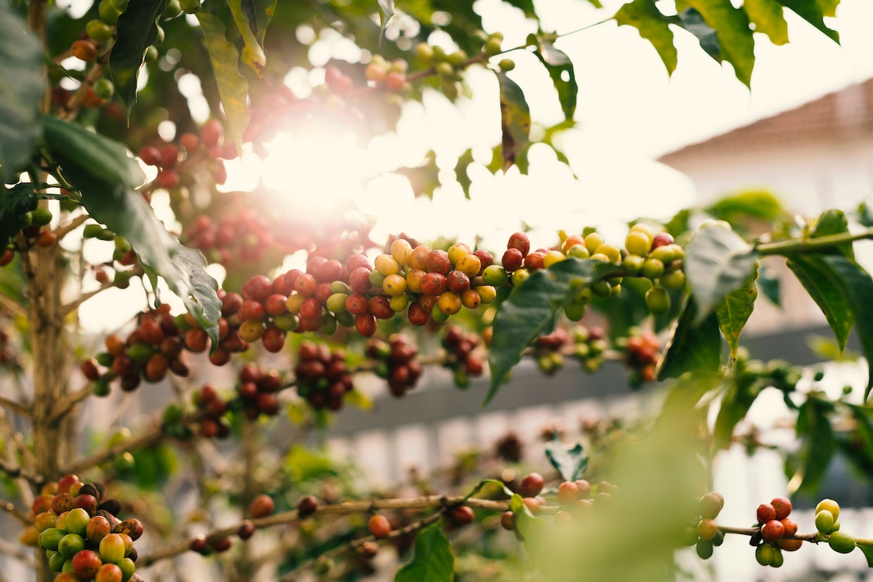 coffee plants