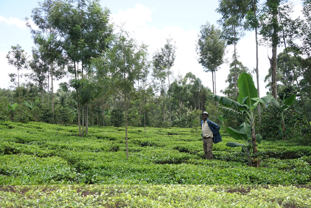 Kahawa 1893 farm