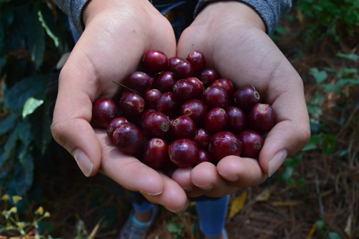 Lenco Coffee Roasters cherry