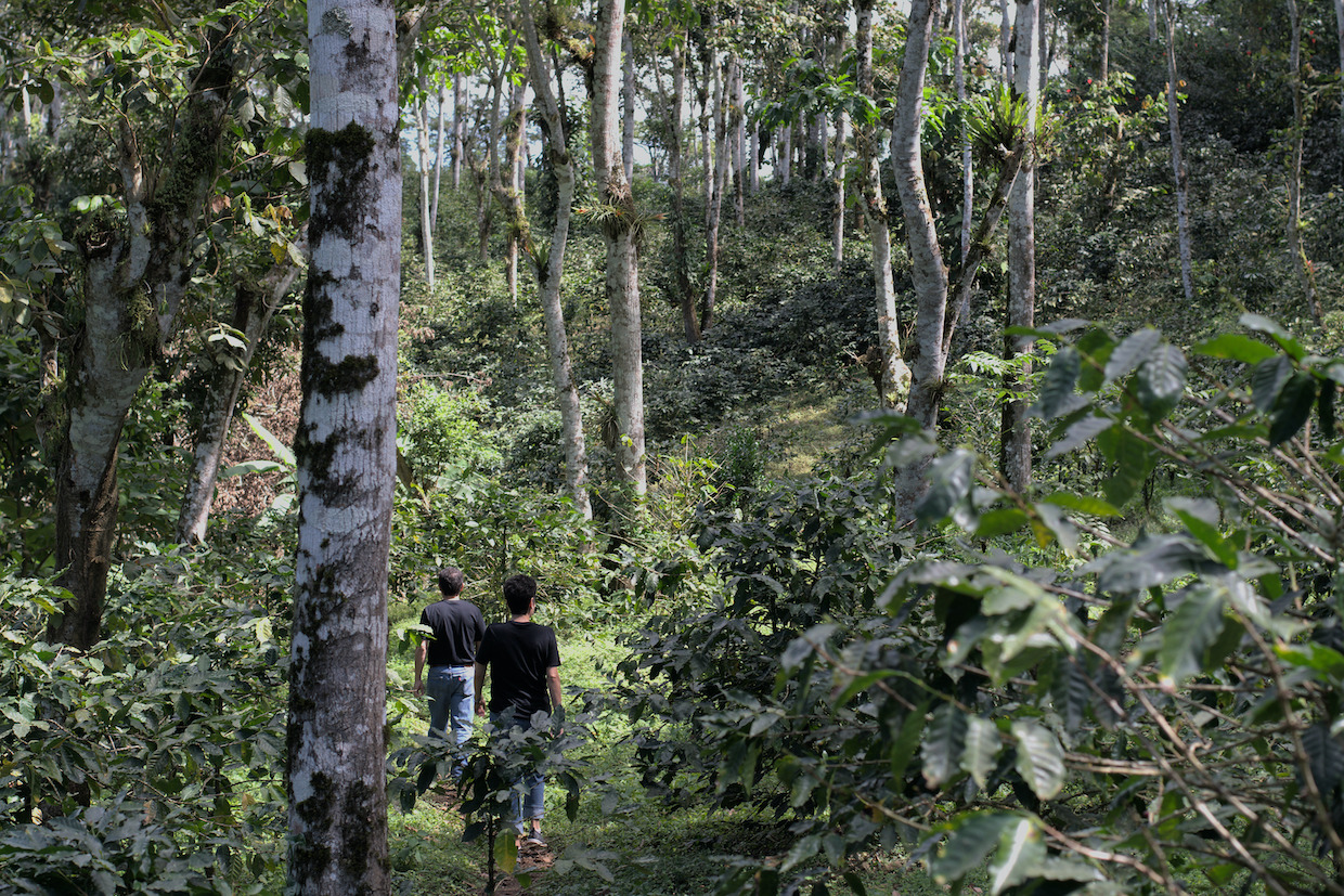 Talisman Coffee farm